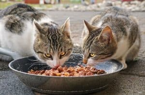 מזון חתולים